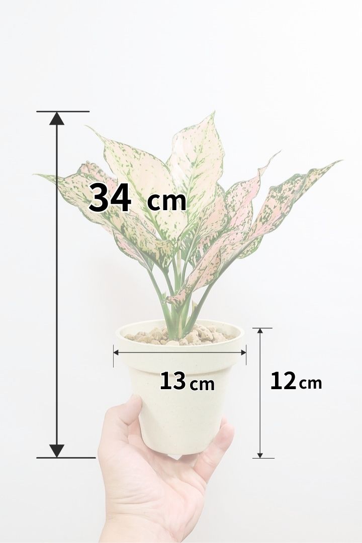 【アグラオネマ カンクンピンク】APEGO初入荷!ピンクの絶妙な葉色がたまらない!お手頃はプラスチック鉢でのご提案です!