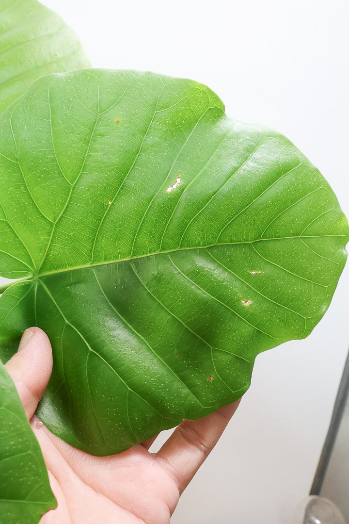 【ウンベラータ】曲り樹形の名手でもある生産者さんが手塩に掛けたバランスの良い素晴らしい樹形です!お手頃ないいサイズ感です!