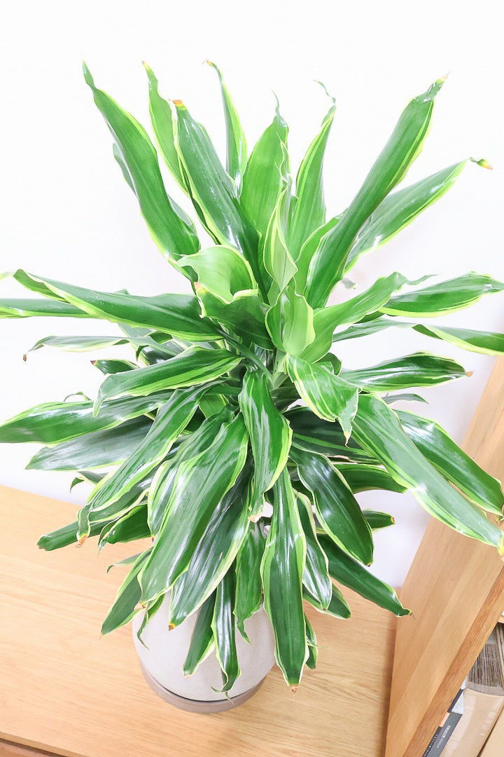 【ドラセナ ゴールドコースト】爽やかなコントラストの葉!この品種は非常に育てやすいので贈り物にもピッタリです!
