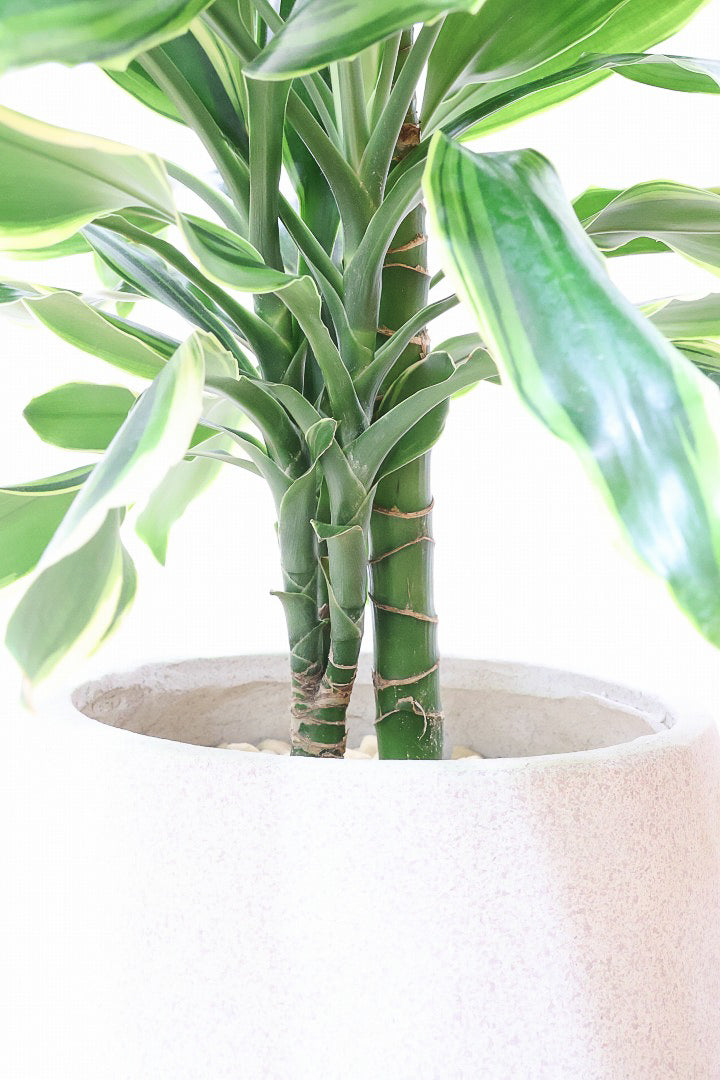 【ドラセナ ゴールドコースト】爽やかなコントラストの葉!この品種は非常に育てやすいので贈り物にもピッタリです!