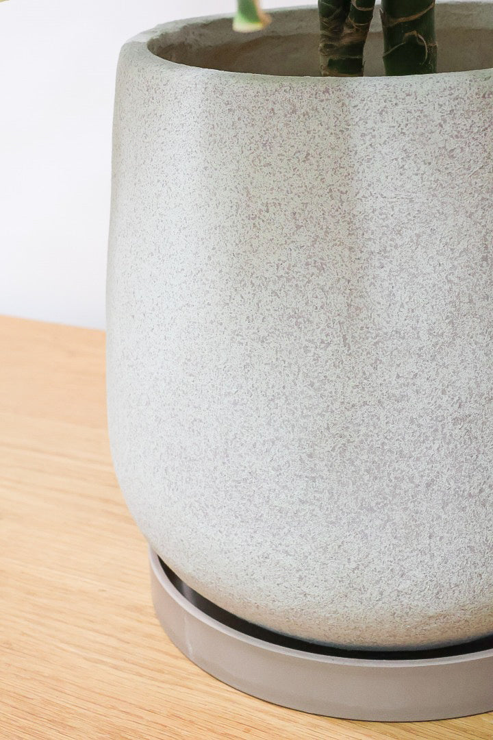 【ドラセナ ゴールドコースト】爽やかなコントラストの葉!この品種は非常に育てやすいので贈り物にもピッタリです!