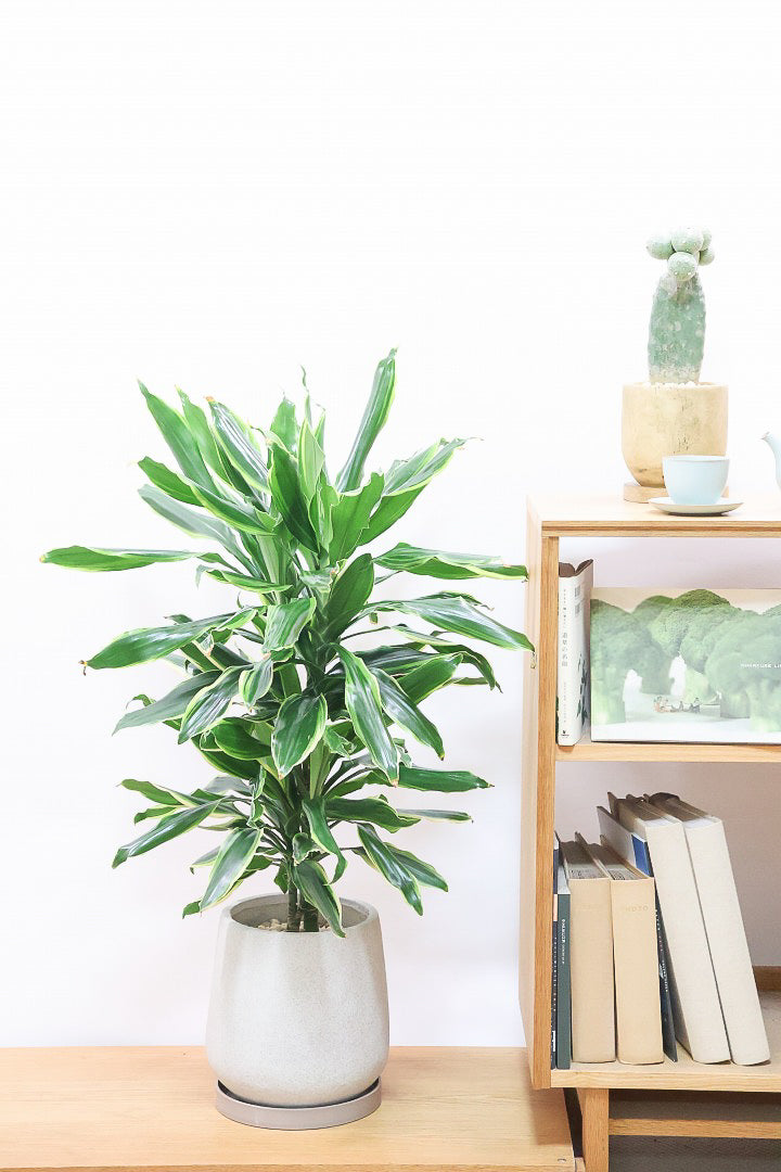 【ドラセナ ゴールドコースト】爽やかなコントラストの葉!この品種は非常に育てやすいので贈り物にもピッタリです!