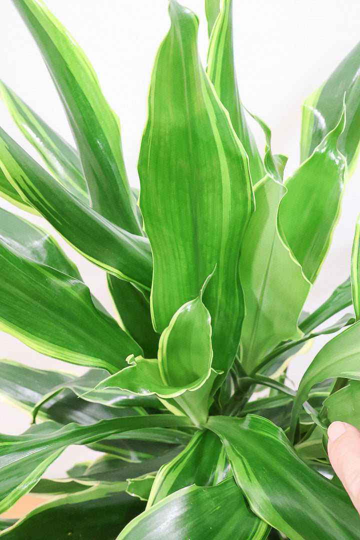 【ドラセナ ゴールドコースト】爽やかなコントラストの葉!この品種は非常に育てやすいので贈り物にもピッタリです!