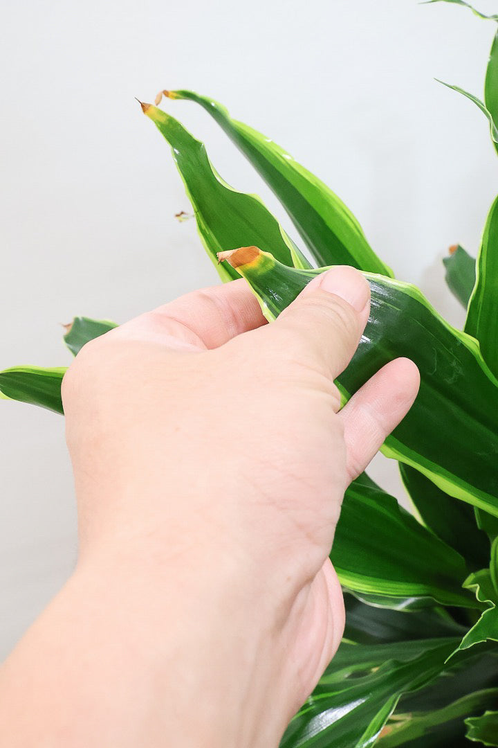 【ドラセナ ゴールドコースト】爽やかなコントラストの葉!この品種は非常に育てやすいので贈り物にもピッタリです!