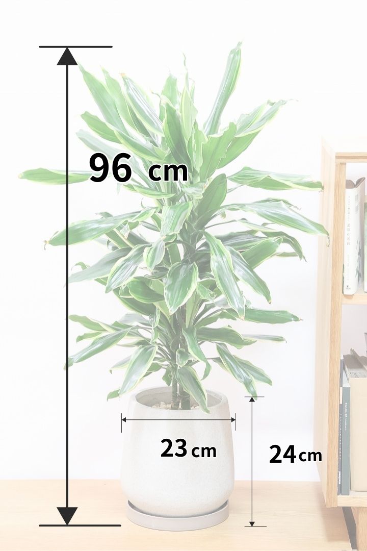 【ドラセナ ゴールドコースト】爽やかなコントラストの葉!この品種は非常に育てやすいので贈り物にもピッタリです!