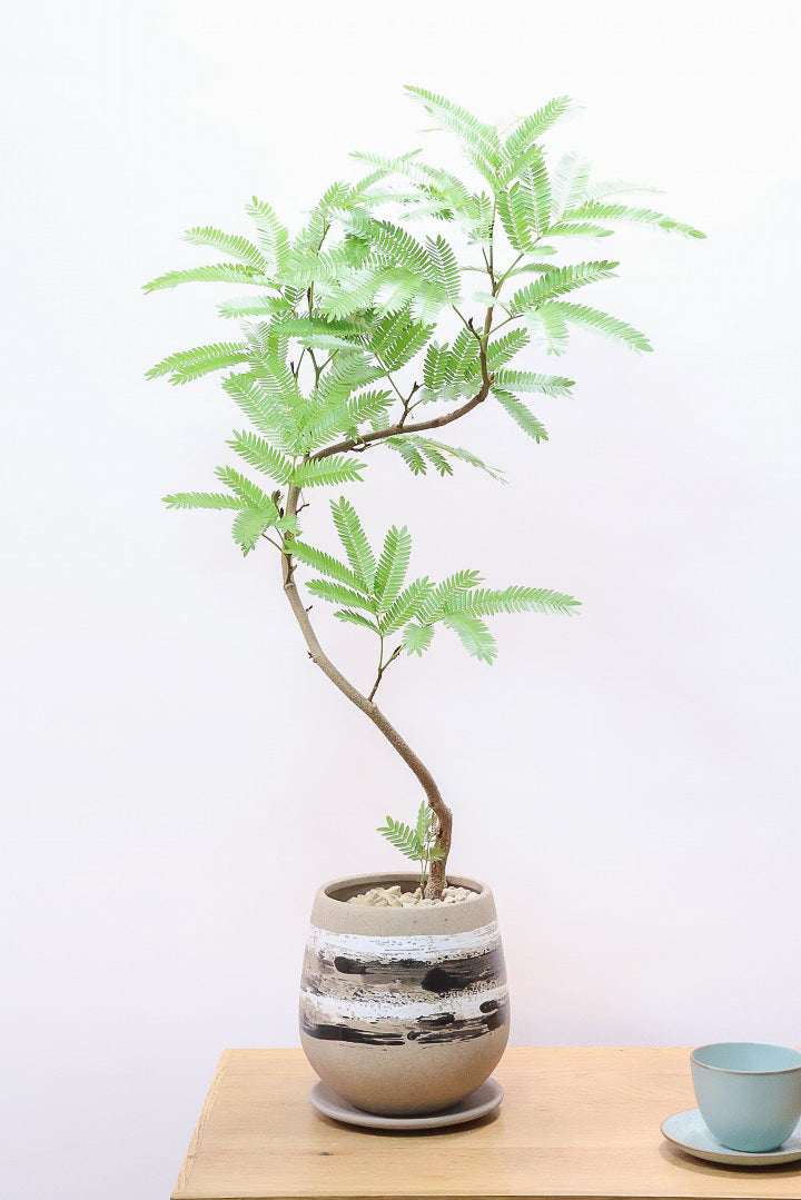 【エバーフレッシュ】スタイリッシュに美しく仕立てられたこだわりの樹形!素敵なカーブの幹でバランスが良い!