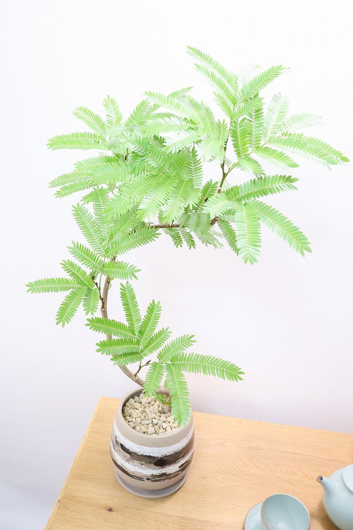 【エバーフレッシュ】スタイリッシュに美しく仕立てられたこだわりの樹形!素敵なカーブの幹でバランスが良い!