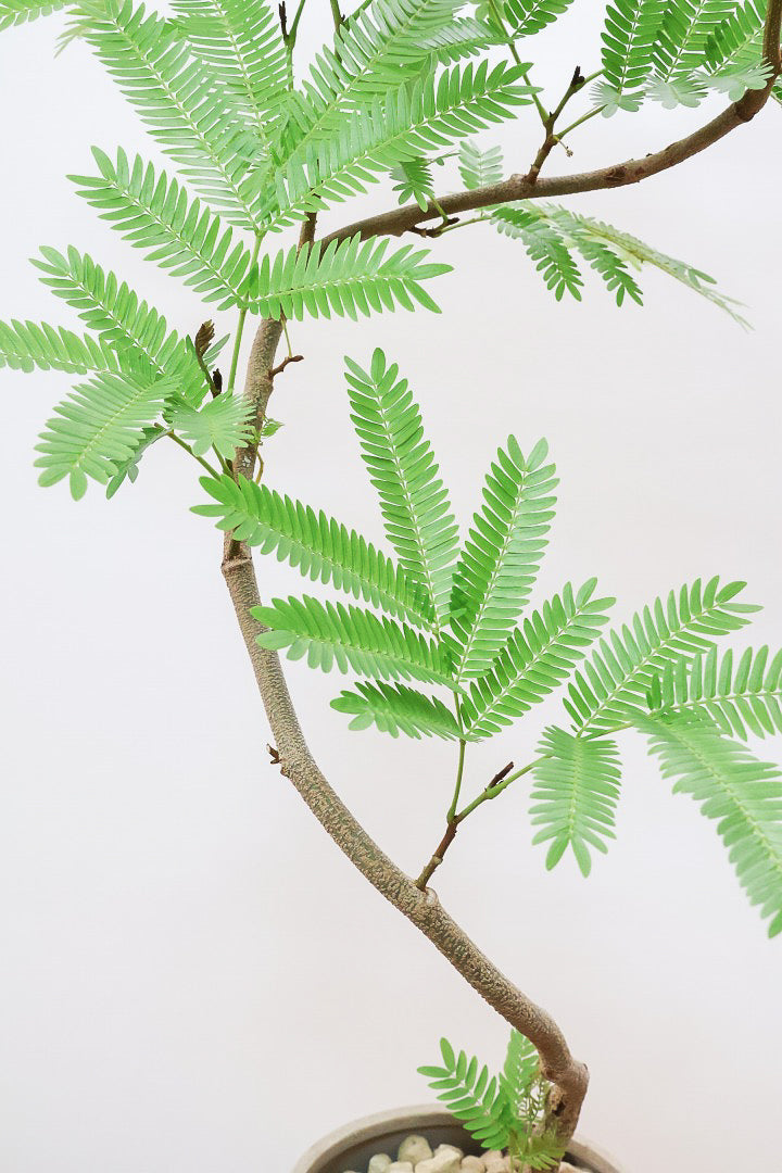 【エバーフレッシュ】スタイリッシュに美しく仕立てられたこだわりの樹形!素敵なカーブの幹でバランスが良い!