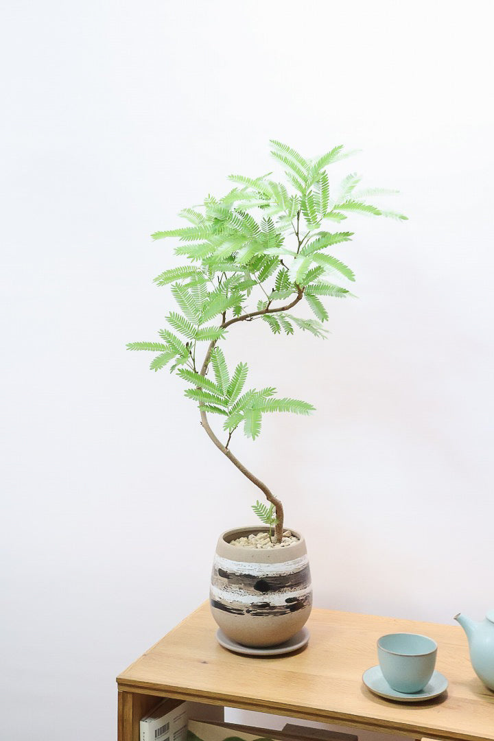 【エバーフレッシュ】スタイリッシュに美しく仕立てられたこだわりの樹形!素敵なカーブの幹でバランスが良い!