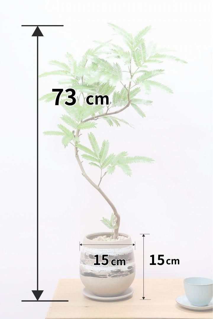 【エバーフレッシュ】スタイリッシュに美しく仕立てられたこだわりの樹形!素敵なカーブの幹でバランスが良い!