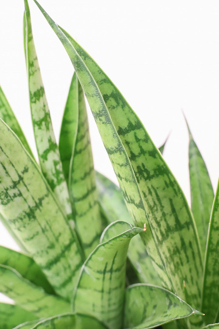 【サンスベリア ハイブリッド】木目調のPOT!希少な群生タイプ!こう見えて1株から分枝しています!POTとの相性もGOOD!