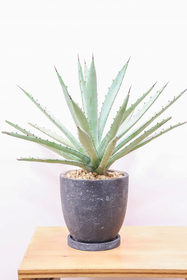 アガベ マクロカンサGL60423| 観葉植物の通信販売 | APEGO(アペーゴ)