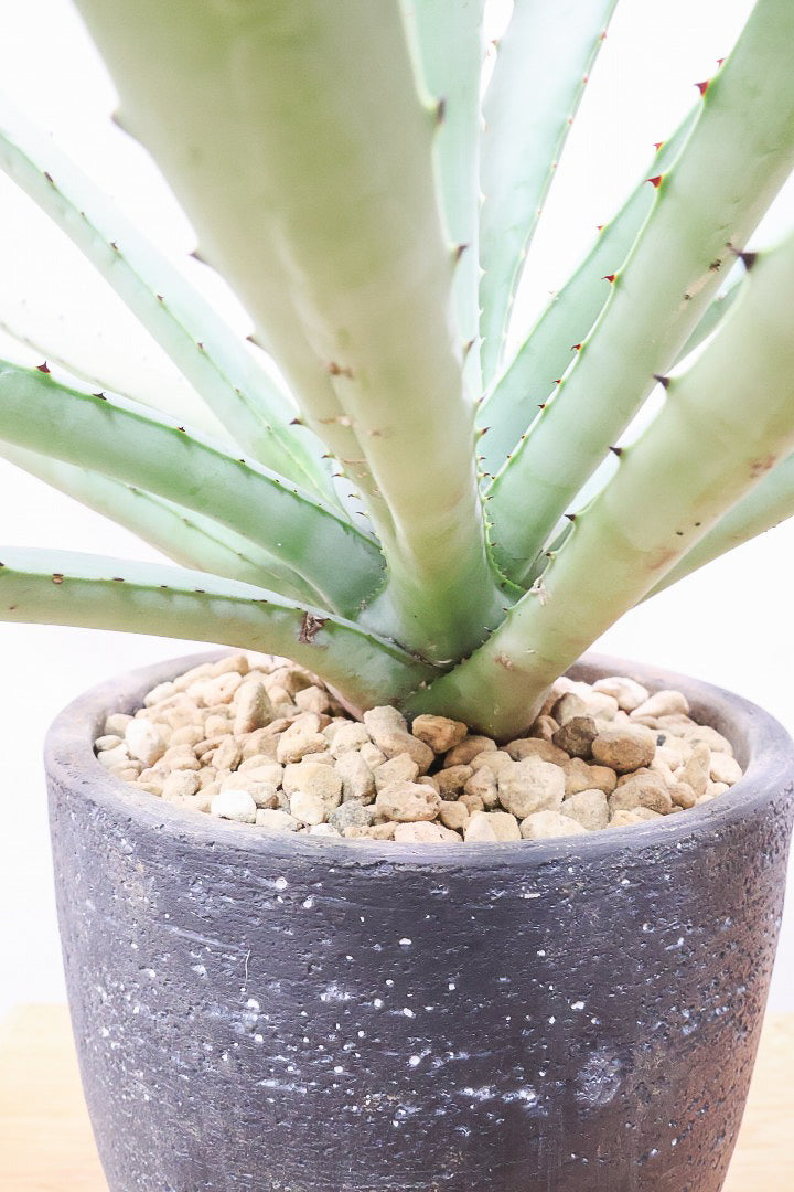 【アガベ マクロカンサ】グリーングレーの美しい葉色!先端の黒い棘が特徴の美しいアガベです!