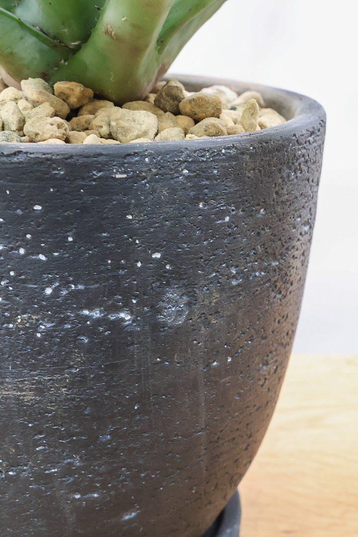 【アガベ マクロカンサ】グリーングレーの美しい葉色!先端の黒い棘が特徴の美しいアガベです!