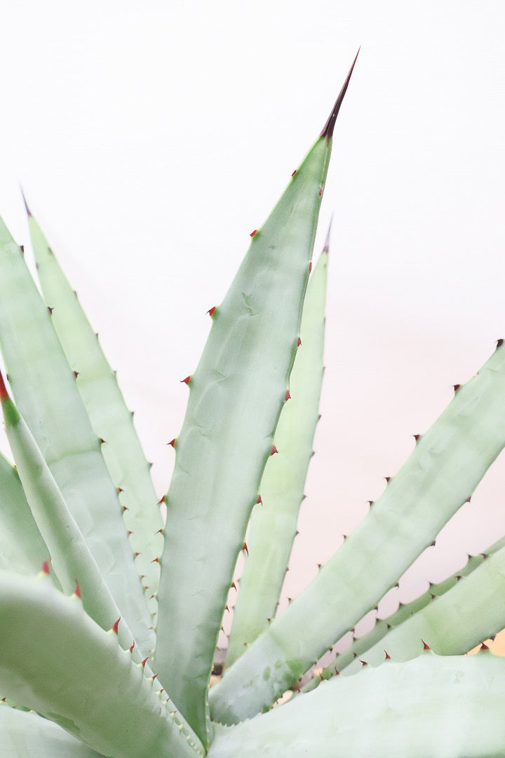 【アガベ マクロカンサ】グリーングレーの美しい葉色!先端の黒い棘が特徴の美しいアガベです!