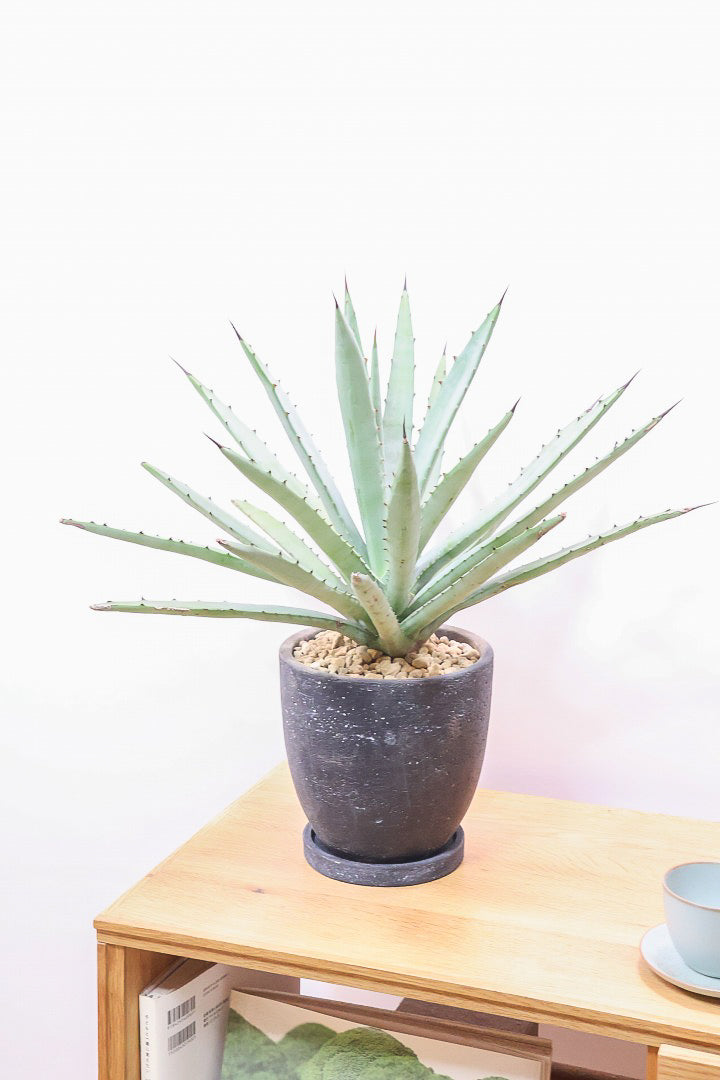 【アガベ マクロカンサ】グリーングレーの美しい葉色!先端の黒い棘が特徴の美しいアガベです!