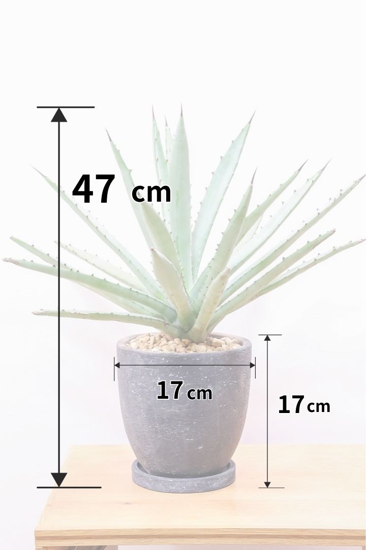 【アガベ マクロカンサ】グリーングレーの美しい葉色!先端の黒い棘が特徴の美しいアガベです!