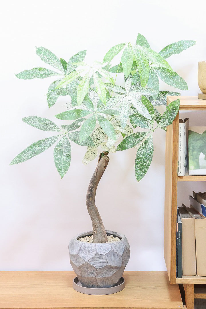 【パキラ ミルキーウェイ】個性的なテクスチャーのPOT!しかもボリュームあります!ホワイト&グリーンの葉がとても美しい!!あまり作られていない希少な観葉植物です!