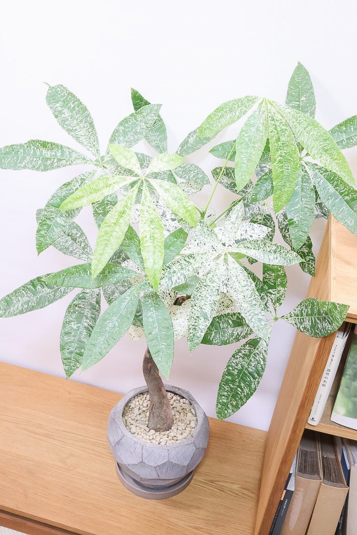 【パキラ ミルキーウェイ】個性的なテクスチャーのPOT!しかもボリュームあります!ホワイト&グリーンの葉がとても美しい!!あまり作られていない希少な観葉植物です!