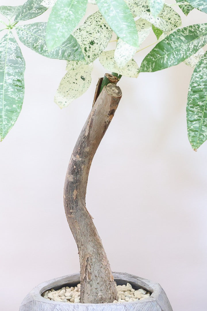 【パキラ ミルキーウェイ】個性的なテクスチャーのPOT!しかもボリュームあります!ホワイト&グリーンの葉がとても美しい!!あまり作られていない希少な観葉植物です!