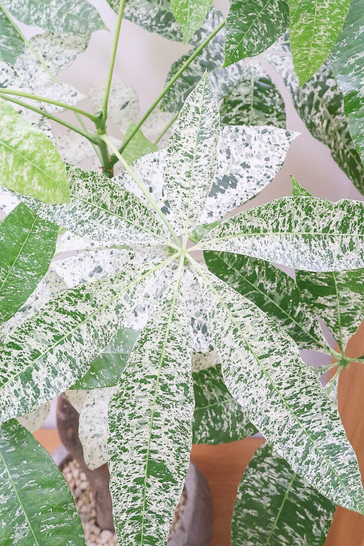【パキラ ミルキーウェイ】個性的なテクスチャーのPOT!しかもボリュームあります!ホワイト&グリーンの葉がとても美しい!!あまり作られていない希少な観葉植物です!