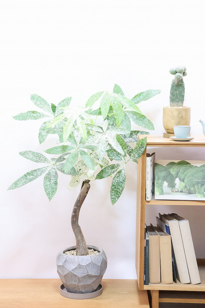 【パキラ ミルキーウェイ】個性的なテクスチャーのPOT!しかもボリュームあります!ホワイト&グリーンの葉がとても美しい!!あまり作られていない希少な観葉植物です!