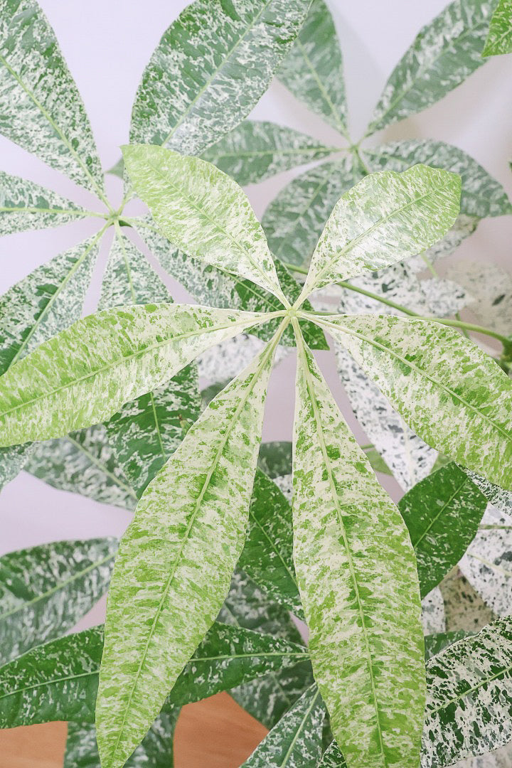 【パキラ ミルキーウェイ】個性的なテクスチャーのPOT!しかもボリュームあります!ホワイト&グリーンの葉がとても美しい!!あまり作られていない希少な観葉植物です!