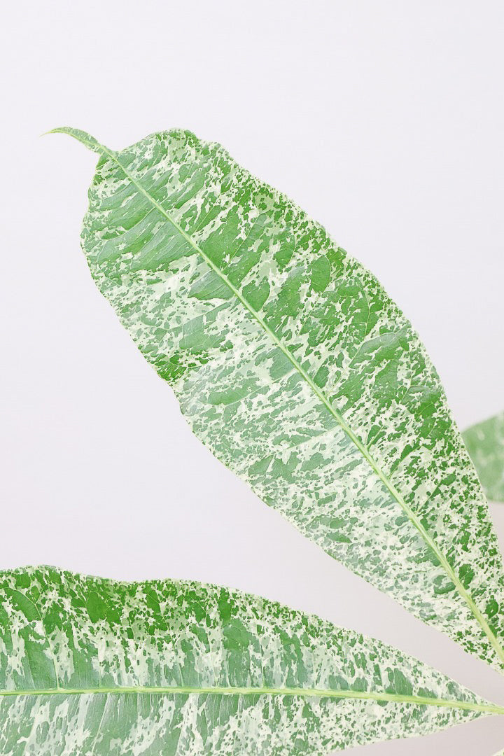 【パキラ ミルキーウェイ】個性的なテクスチャーのPOT!しかもボリュームあります!ホワイト&グリーンの葉がとても美しい!!あまり作られていない希少な観葉植物です!