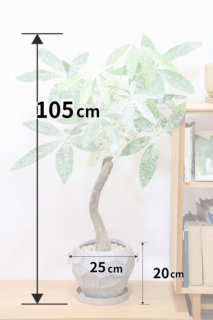 【パキラ ミルキーウェイ】個性的なテクスチャーのPOT!しかもボリュームあります!ホワイト&グリーンの葉がとても美しい!!あまり作られていない希少な観葉植物です!