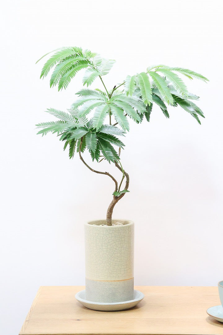エバーフレッシュ エバーフレッシュ コンパクタCW60437B| 観葉植物の通信販売