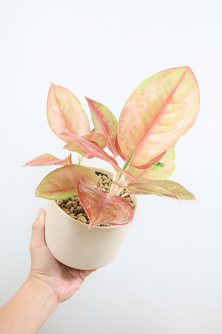 【アグラオネマ プラカイペット】ラストの1鉢!この甘いピンクはこの品種だけの美しさ!