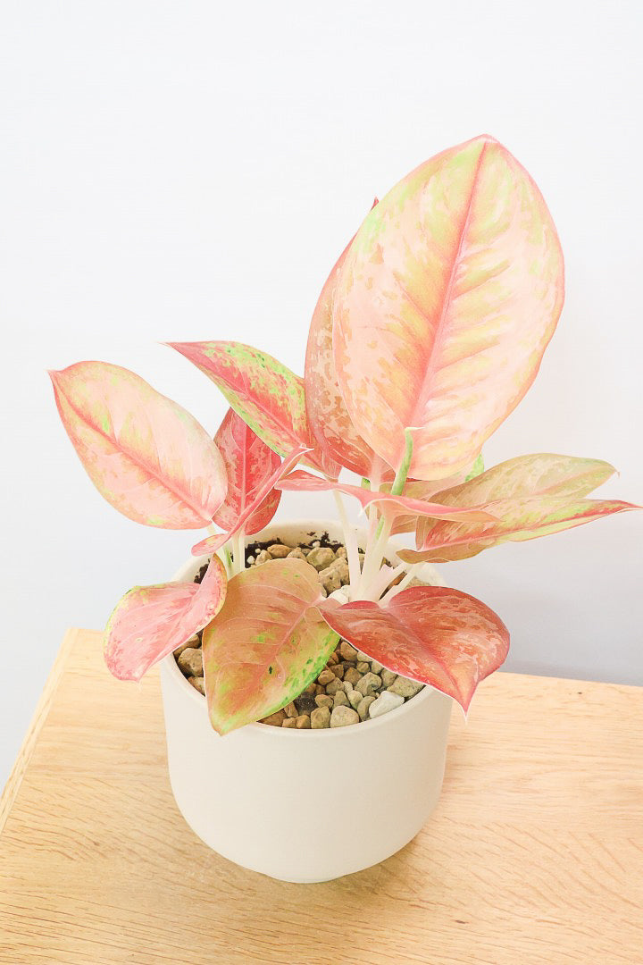 【アグラオネマ プラカイペット】ラストの1鉢!この甘いピンクはこの品種だけの美しさ!