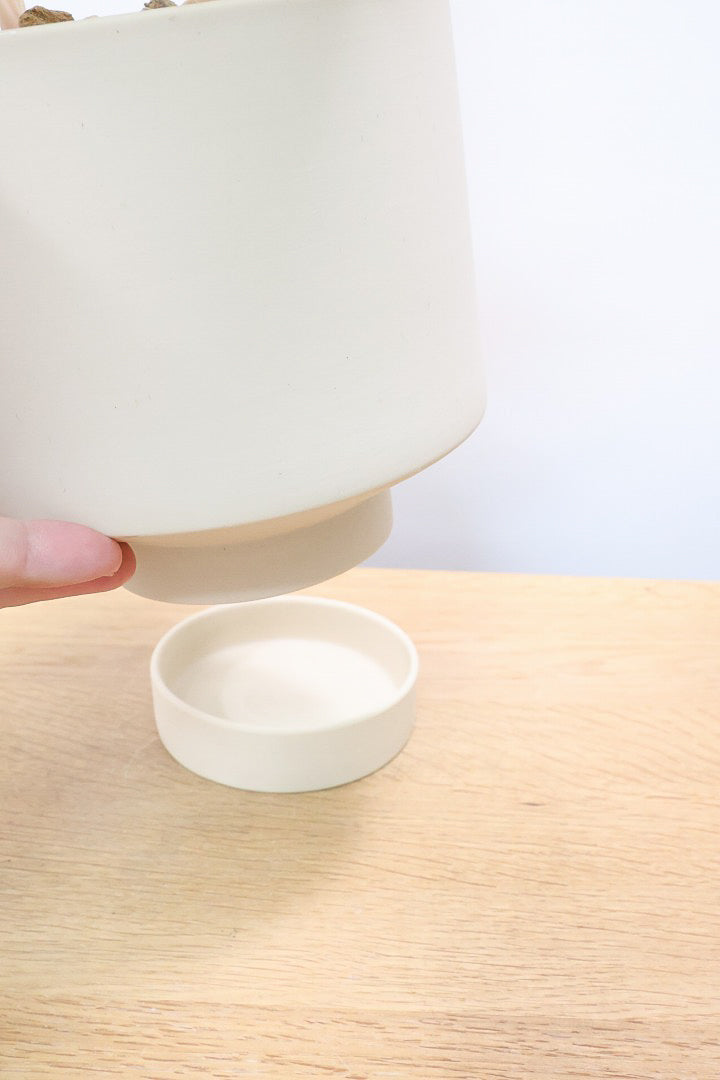 【アグラオネマ プラカイペット】ラストの1鉢!この甘いピンクはこの品種だけの美しさ!