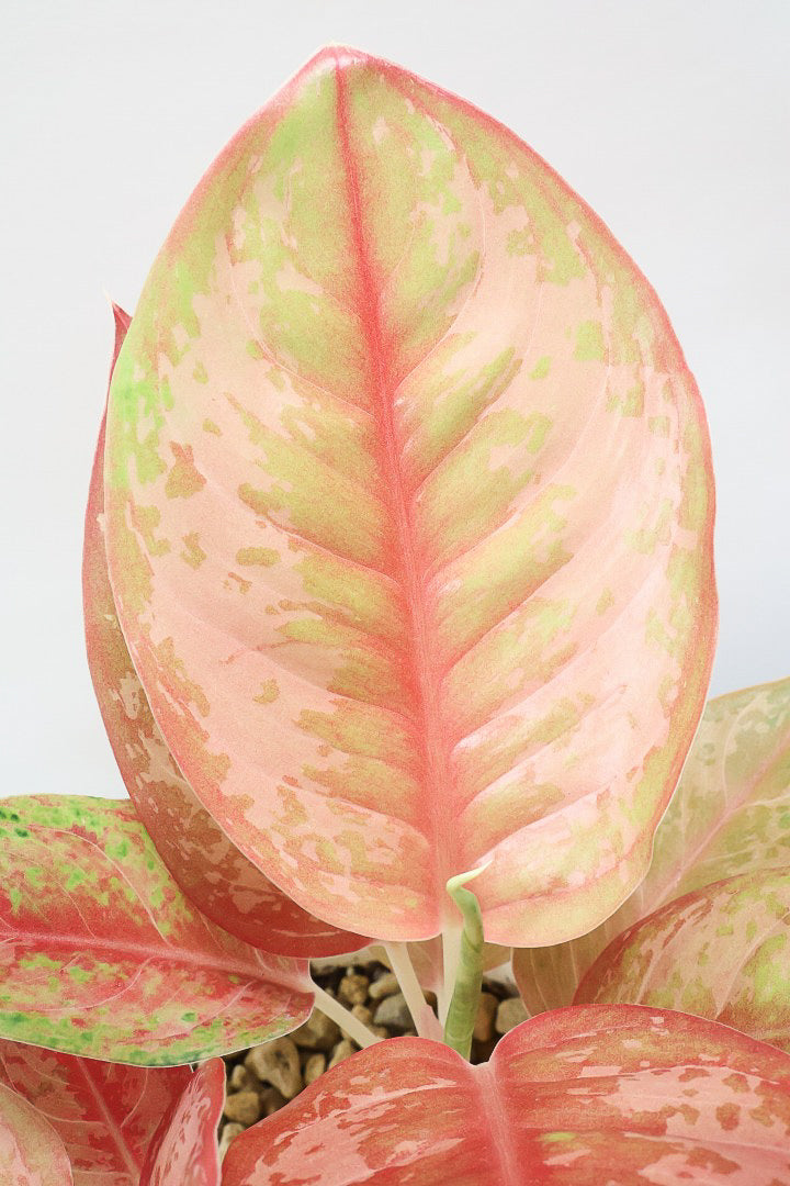 【アグラオネマ プラカイペット】ラストの1鉢!この甘いピンクはこの品種だけの美しさ!