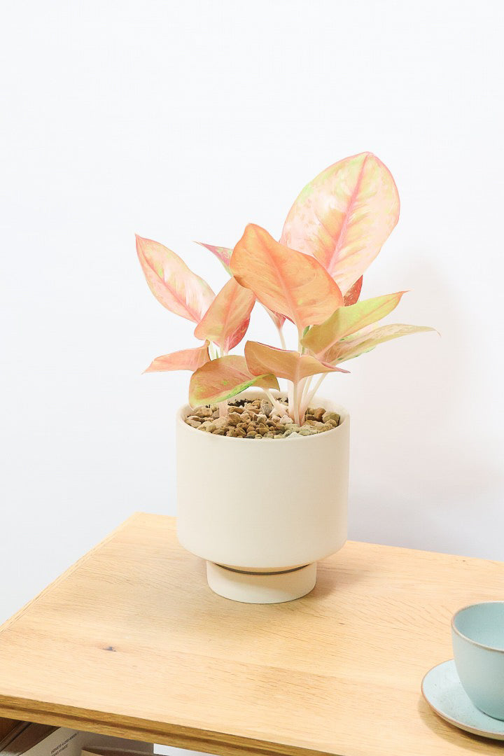 【アグラオネマ プラカイペット】ラストの1鉢!この甘いピンクはこの品種だけの美しさ!