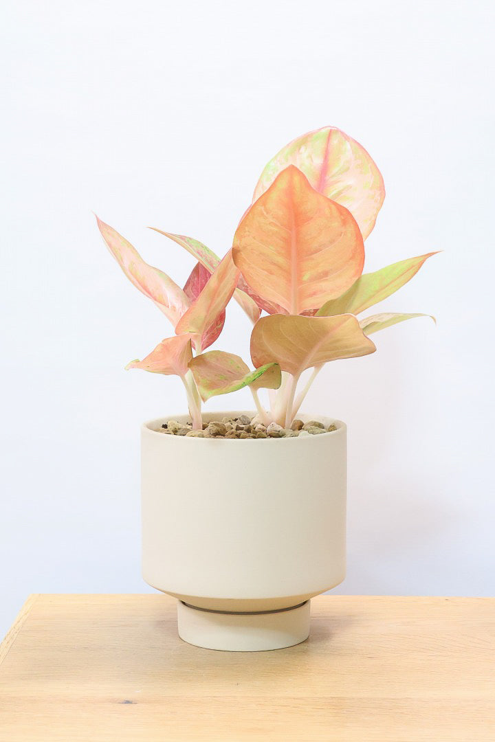 【アグラオネマ プラカイペット】ラストの1鉢!この甘いピンクはこの品種だけの美しさ!