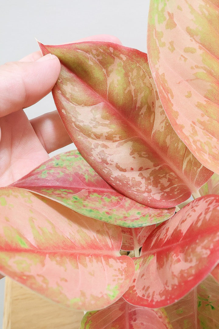 【アグラオネマ プラカイペット】ラストの1鉢!この甘いピンクはこの品種だけの美しさ!