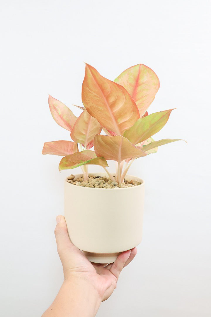 【アグラオネマ プラカイペット】ラストの1鉢!この甘いピンクはこの品種だけの美しさ!