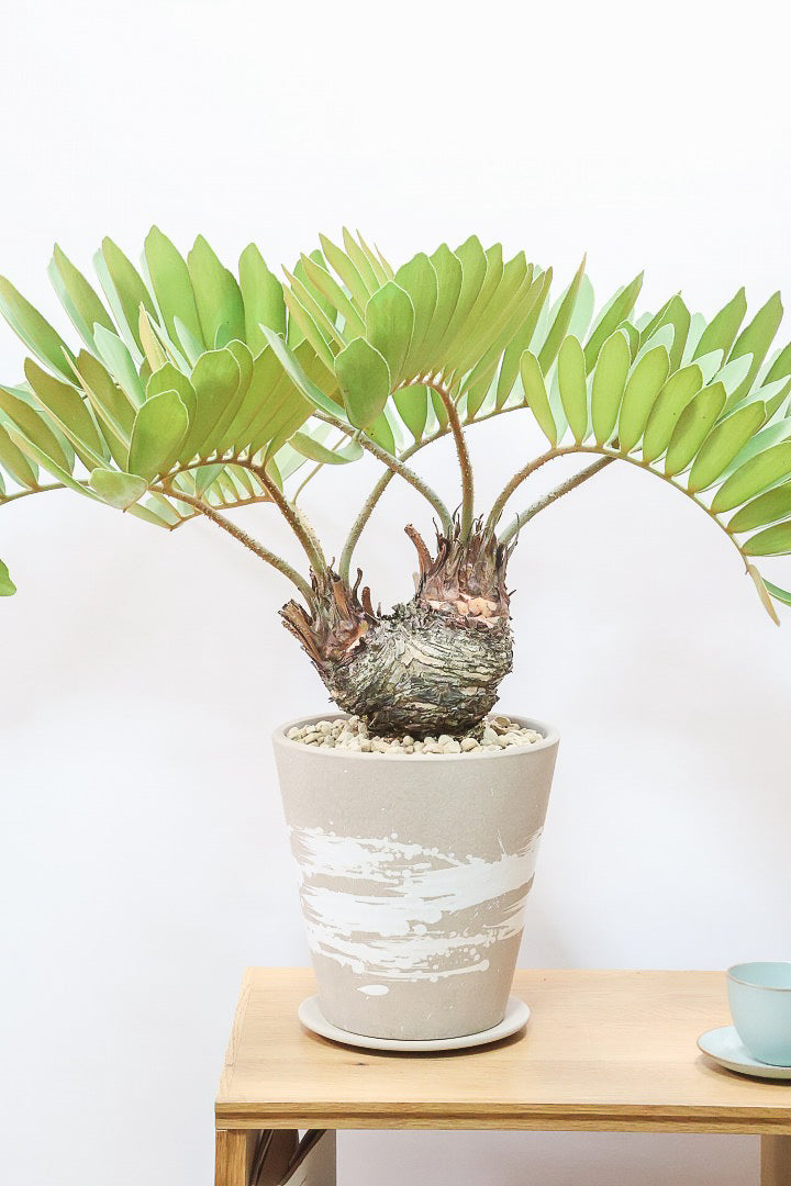 【ザミア フルフラケア】希少な分頭タイプ!ここまで仕上がった個体は珍しいと思います!