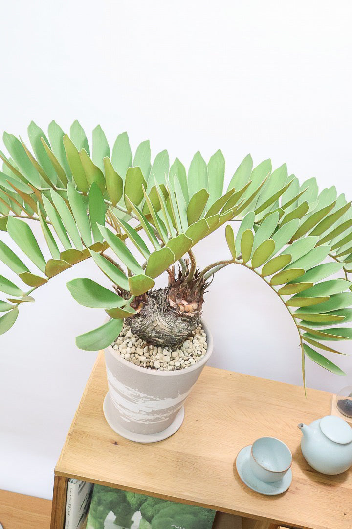 【ザミア フルフラケア】希少な分頭タイプ!ここまで仕上がった個体は珍しいと思います!