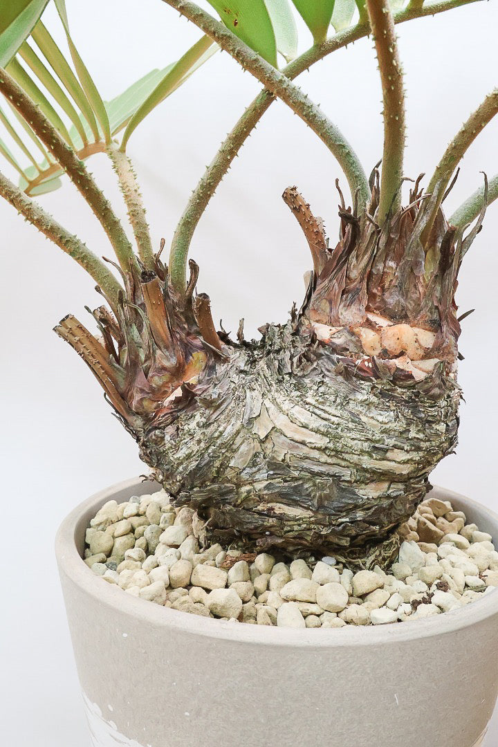 【ザミア フルフラケア】希少な分頭タイプ!ここまで仕上がった個体は珍しいと思います!