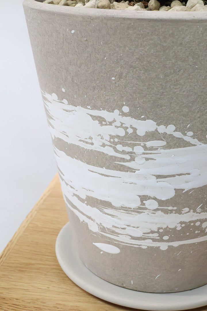 【ザミア フルフラケア】希少な分頭タイプ!ここまで仕上がった個体は珍しいと思います!