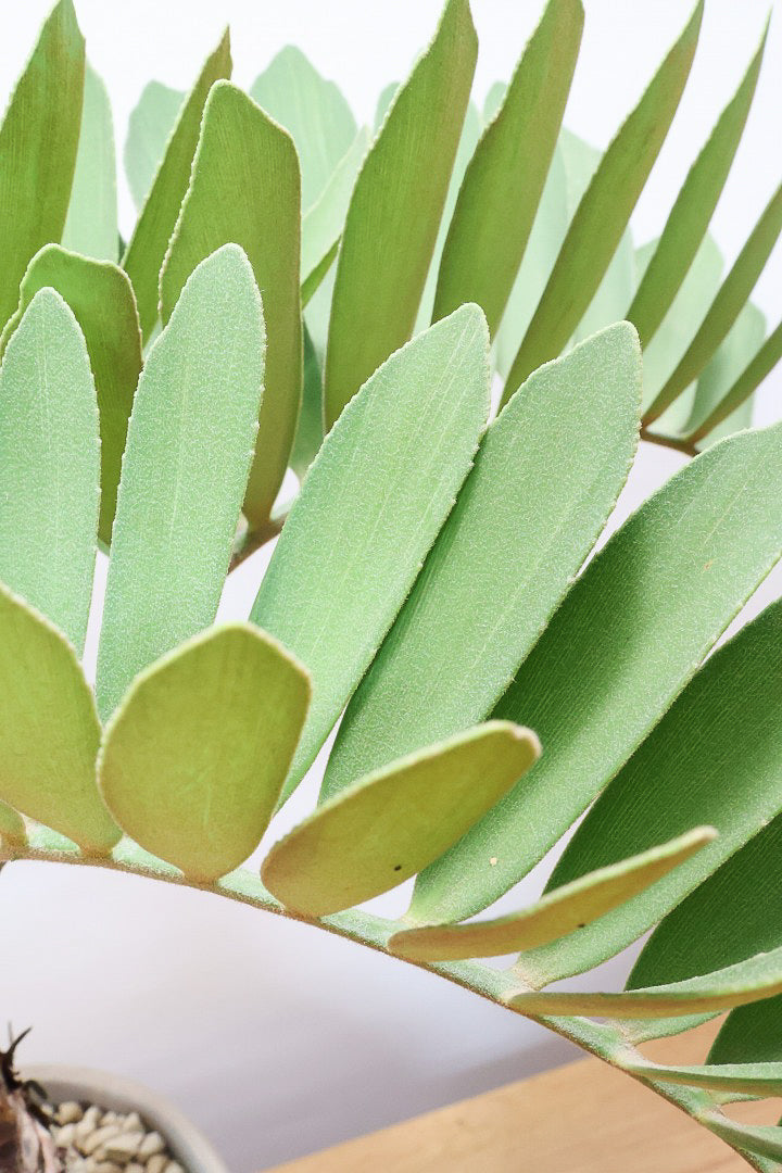 【ザミア フルフラケア】希少な分頭タイプ!ここまで仕上がった個体は珍しいと思います!