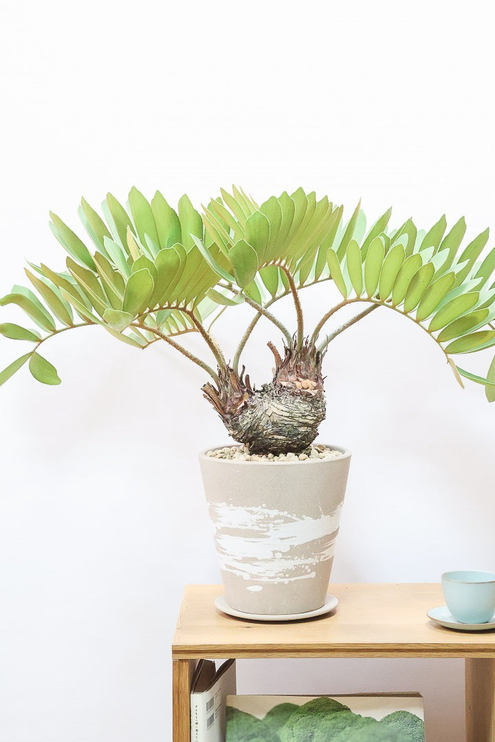 【ザミア フルフラケア】希少な分頭タイプ!ここまで仕上がった個体は珍しいと思います!