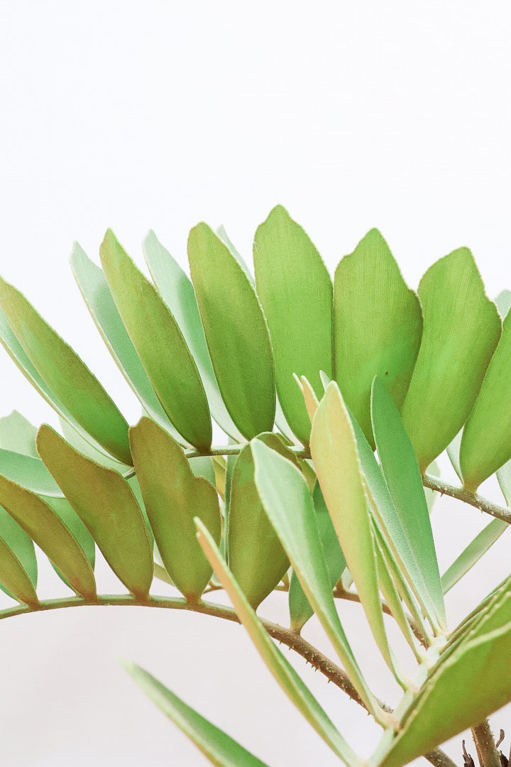 【ザミア フルフラケア】希少な分頭タイプ!ここまで仕上がった個体は珍しいと思います!