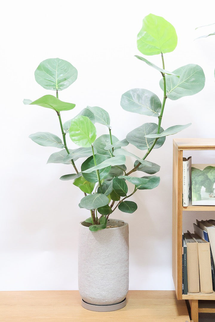 【シーグレープ】まん丸の葉っぱがとてもかわいい人気の観葉植物です! このサイズはめったに入荷しませんのでぜひ!