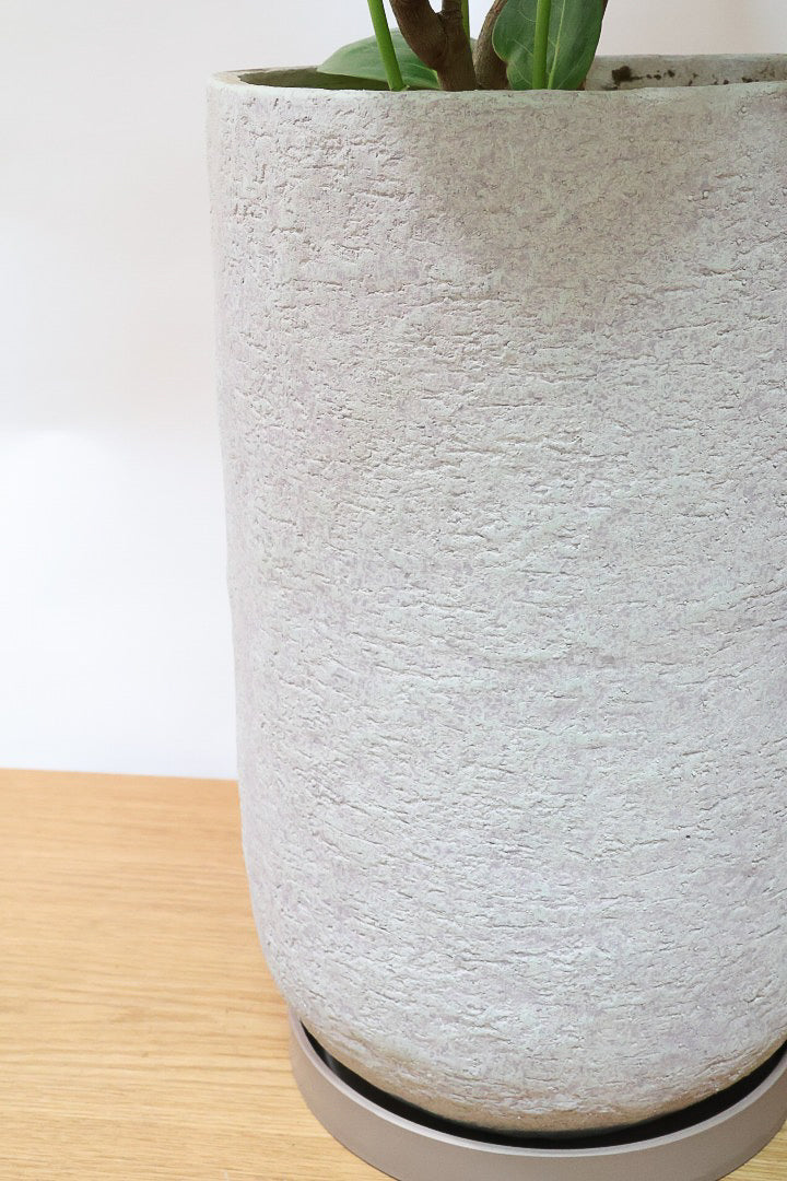 【シーグレープ】まん丸の葉っぱがとてもかわいい人気の観葉植物です! このサイズはめったに入荷しませんのでぜひ!