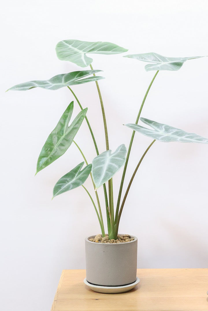 アロカシア　ロンギロバ　斑入り 植物販売】兵庫県宝塚市㈱陽春園植物場ネット通販 【アロカシア】