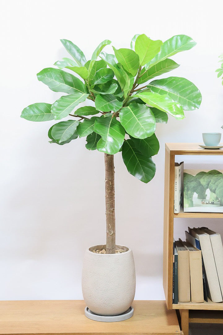 フィカス アフリカンプリンス 引取限定 鉢カバー付 210cm フィカス アフリカンプリンス 鉢カバー付 約2.5m 引取専用