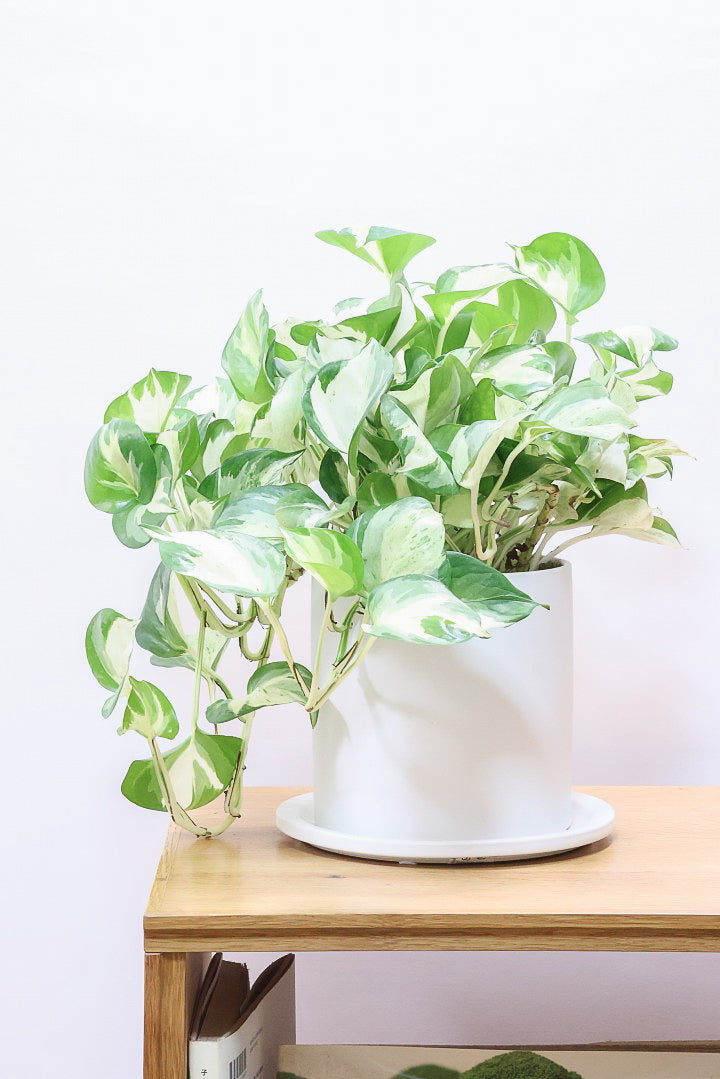 【ポトス ステータス】ホワイト&グリーンの人気種!葉はたまご型でとってもかわいいです♪